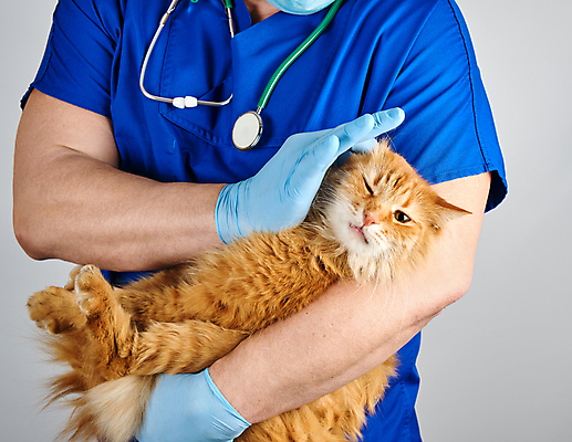 포토 JPG 해외이미지 한마리 남자 장갑 유니폼 청진기 안기 회색배경 건강 병원 한명 사람 상반신 성인 옆모습 치료 반려동물 고양이 진료 잡기 동물병원 수의사 돌봄 성인남자한명만 해외포토 동물 1 잡화 옷 뷰포인트 백그라운드 포유류 의학 의료기기 모션 회색 의사 남자한명만 성인남자만 파일형식 이미지허브
