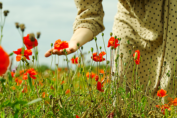 포토 JPG 해외이미지 식물 백인 모델 드레스 여자 꽃 행복 포즈 백그라운드 밭 자연 휴식 갈색머리 사람 사람없음 야외 빨간색 초록색 여름 금발 태양 유행 걷기 귀여움 정원 맑음 봄 자유 시골 날씬함 양귀비 내추럴 무료 해외포토 자연요소 서양인 헤어스타일 옷 계절 감정 컬러 컨셉 농업 모션 날씨 몸매 생태계 파일형식 이미지허브