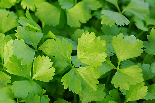 포토 JPG 해외이미지 식물 1 음식 백그라운드 잎 밭 다이어트 채소 재료 자연 파슬리 건강 요리 사람없음 초록색 정원 중국 봄 성장 흰색 나뭇가지 신선 고명 양념 맛 다발 허브 유기농 날것 향 내추럴 고립 밭일 식용 채식주의자 해외포토 나무 웰빙 계절 아시아 컬러 컨셉 농업 생태계 채식 파일형식 이미지허브