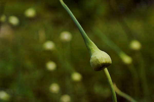 포토 JPG 해외이미지 잎 밭 농업 채소 자연 건강 마늘 사람없음 초록색 흙 수확 성장 시골 침대 신선 시장 허브 향신료 원예 지역 국산 땅바닥 밭일 식용 온실 줄서기 채식주의자 세련 중소기업 해외포토 식물 산업 컬러 가구 회사 모션 바닥 취미 생태계 채식 향미료 파일형식 이미지허브