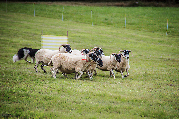 포토 JPG 해외이미지 사람없음 초록색 양치기 군중 방목 양고기 양모 방목장 해외포토 직업 컬러 육류 사람 직물 축산업 파일형식 이미지허브