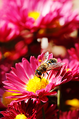 포토 JPG 해외이미지 식물 계절 꽃잎 꽃 곤충 자연 생물 국화 사람없음 야외 빛 컬러풀 햇빛 화목 활발 벚꽃 시골 꽃가루 꿀 강렬 동물상 해외포토 동물 컬러 컨셉 태양 조형물 가루 생태계 파일형식 이미지허브