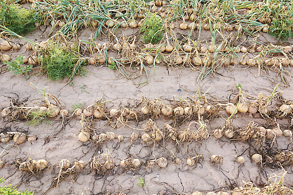 포토 JPG 해외이미지 식물 계절 지구 음식 줄기 잎 밭 농업 채소 재료 자연 양파 새로움 건강 사람없음 여름 농작물 농장 노란색 환경 정원 수확 성장 시골 신선 보호 땅 유기농 원예 생물학 날것 먼지 부추 내추럴 밭일 숙성 온실 원예사 줄서기 세련 해외포토 직업 웰빙 교육 산업 컬러 컨셉 모션 취미 생태계 파일형식 이미지허브
