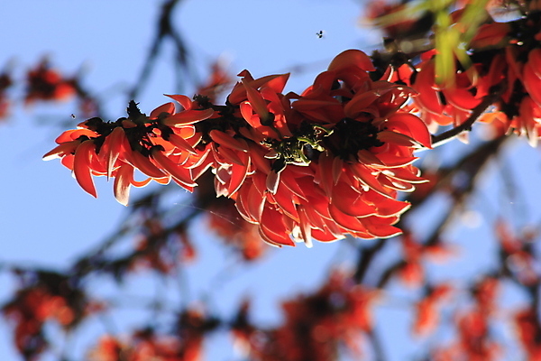 포토 JPG 해외이미지 모양 나무 식물 꽃잎 꽃 백그라운드 낙엽 잎 곡선 오렌지 태국 자연 하늘 건조 종류 3 사람없음 야외 빨간색 파란색 환경 정원 나뭇가지 숲 인도인 앵무새 해외포토 외국인 아시아 선 컬러 과일 조류 동양인 생태계 파일형식 이미지허브
