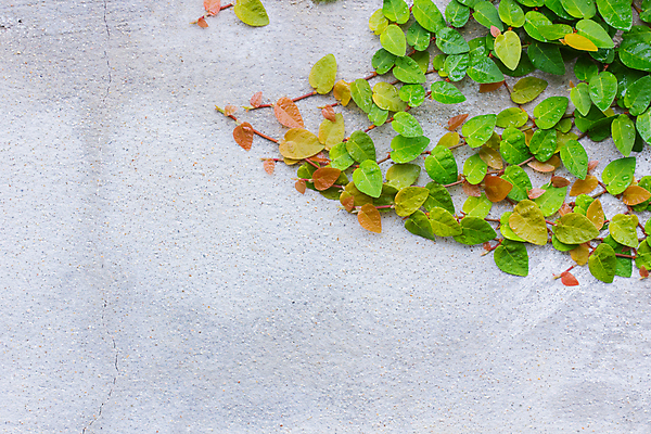 포토 JPG 해외이미지 벽 줄기 백그라운드 패턴 건축양식 사람없음 가로 초록색 노란색 얼룩 거친 질감 데이지 시멘트 그런지 옛날 콘크리트 해외포토 식물 건축 꽃 컬러 무늬 파일형식 이미지허브