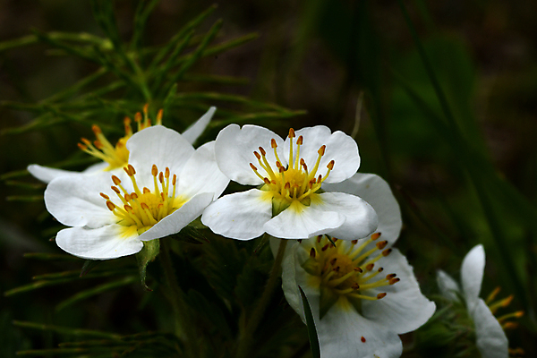 포토 JPG 해외이미지 식물 꽃 자연 사람없음 개화 그리너리 해외포토 생태계 파일형식 트랜드컬러 이미지허브