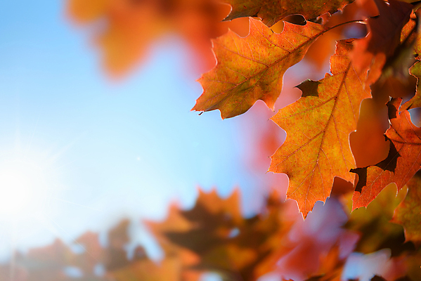 포토 JPG 해외이미지 나무 계절 공원 백그라운드 잎 오렌지 자연 하늘 날씨 추상 풍경 사람없음 야외 목재 빨간색 초록색 파란색 빛 컬러풀 햇빛 태양 갈색 노란색 맑음 광선 가을 나뭇가지 황금 숲 오브젝트 유기농 질감 장면 내추럴 옛날 해외포토 자연요소 식물 웰빙 공공시설 컬러 무늬 과일 재료 생태계 파일형식 이미지허브