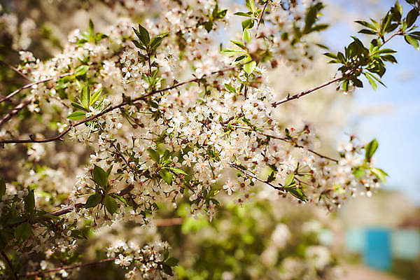 포토 JPG 해외이미지 꽃 컨셉 밭 자연 벽지 잔디 사람없음 장식 초록색 빛 환경 활발 성장 신선 칼날 보호 이슬 보케 정중 해외포토 식물 컬러 농업 생태계 파일형식 이미지허브