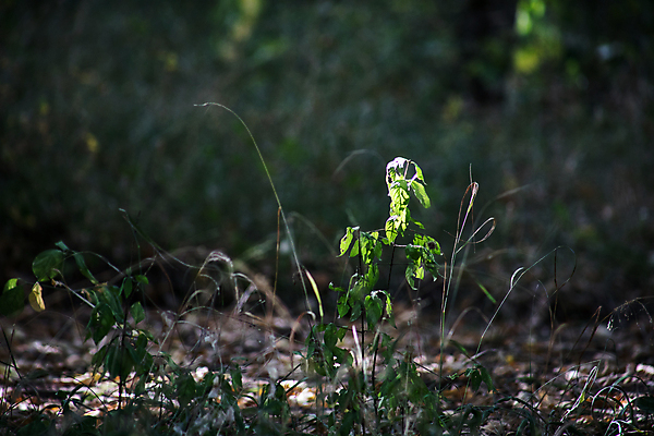 포토 JPG 해외이미지 나무 식물 계절 공원 도로 길 백그라운드 낙엽 잎 자연 아침 그림자 풍경 사람없음 야외 목재 초록색 여름 빛 햇빛 태양 일출 환경 정원 맑음 일몰 봄 안개 광선 나뭇가지 신선 숲 신비 장면 내추럴 삼림지대 아제르바이잔 해외포토 주간 자연요소 공공시설 나라 컬러 컨셉 재료 교통시설 날씨 노을 생태계 파일형식 이미지허브