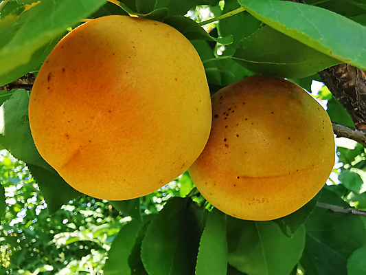 포토 JPG 해외이미지 나무 식물 계절 음식 잎 꽃무늬 농업 다이어트 오렌지 자연 휴가 건강 사람없음 초록색 여름 농장 노란색 정원 맑음 수확 나뭇가지 신선 최고 오스트리아 달콤 과수원 다발 먹기 가득함 유기농 생물학 내추럴 살구 숙성 해외포토 웰빙 교육 꽃 유럽 산업 컬러 무늬 과일 모션 날씨 맛 생태계 파일형식 이미지허브