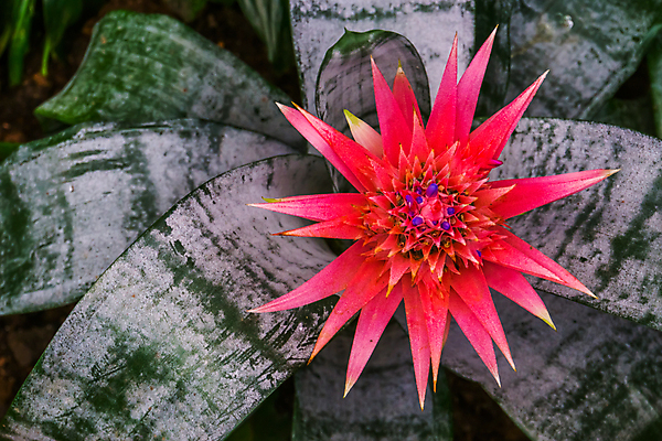 포토 JPG 해외이미지 식물 꽃 백그라운드 잎 자연 종류 사람없음 장식 빨간색 초록색 컬러풀 정원 꽃병 미국 활발 개화 은색 묘사 원예 브라질 잡종 강렬 이국적 인기 세련 해외포토 컬러 컨셉 북아메리카 취미 남아메리카 생태계 파일형식 이미지허브