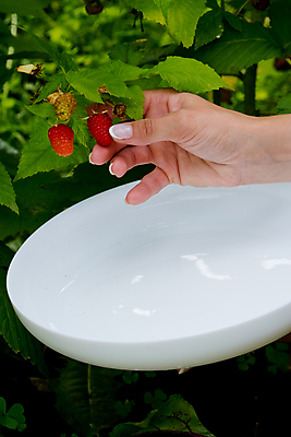 포토 JPG 해외이미지 식물 라이프스타일 접시 손 계절 열매 음식 백그라운드 잎 농업 과일 자연 건강 사람없음 빨간색 초록색 여름 농장 정원 수확 성장 흰색 나뭇가지 시골 신선 잡기 달콤 수집 에코 유기농 날것 산딸기 팔 바이오 숙성 채식주의자 비건 해외포토 나무 식기 웰빙 산업 컬러 모션 생활 신체부위 환경 맛 생태계 채식 파일형식 이미지허브