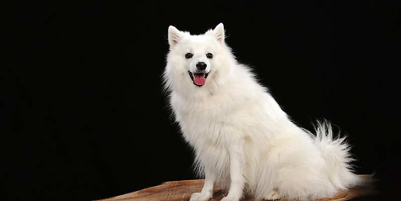 포토 JPG 해외이미지 동물 1 응시 행복 감정 얼굴 백그라운드 장난 포유류 털 사람없음 반려동물 머리 카메라 귀여움 검은색 흰색 표현 개 강아지 작음 모피 순수 호기심 귀 솜털 송곳니 기르기 포메라니안 해외포토 시선 컬러 컨셉 신체부위 전자제품 치아 크기 돌봄 파일형식 이미지허브