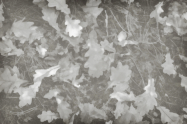 포토 JPG 해외이미지 나무 식물 계절 공원 지구 백그라운드 잎 자연 날씨 추상 프레임 흑백 사람없음 야외 햇빛 평화 정원 회색 수확 가을 그룹 떨어짐 소프트포커스 숲 9월 11월 그림 유기농 질감 조경 장면 10월 많음 해외포토 웰빙 공공시설 컬러 컨셉 무늬 농업 촬영기법 태양 날짜 생태계 파일형식 이미지허브