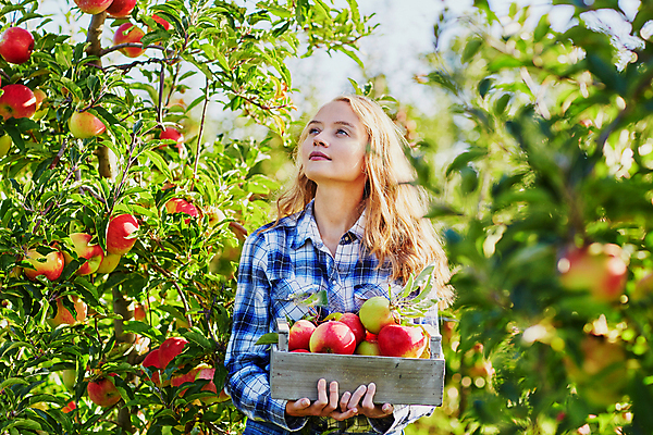 포토 JPG 해외이미지 나무 라이프스타일 계절 유럽 음식 농업 과일 자연 건강 한명 미소 사람 성인 목재 10대 빨간색 여름 상자 금발 농장 정원 수확 가을 나뭇가지 시골 신선 맛 사과 농부 나무상자 과수원 수집 유기농 생태계 원예 날것 긍정 숙성 채식주의자 해외포토 식물 직업 1 헤어스타일 웰빙 나라 산업 컬러 컨셉 재료 청소년 표정 취미 생활 채식 파일형식 이미지허브