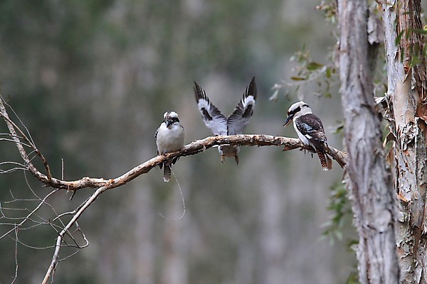 포토 JPG 해외이미지 주간 야생동물 자연 조류 세마리 사람없음 야외 아웃포커스 나뭇가지 물새 물총새 해외포토 자연요소 나무 동물 촬영기법 3 생태계 파일형식 이미지허브