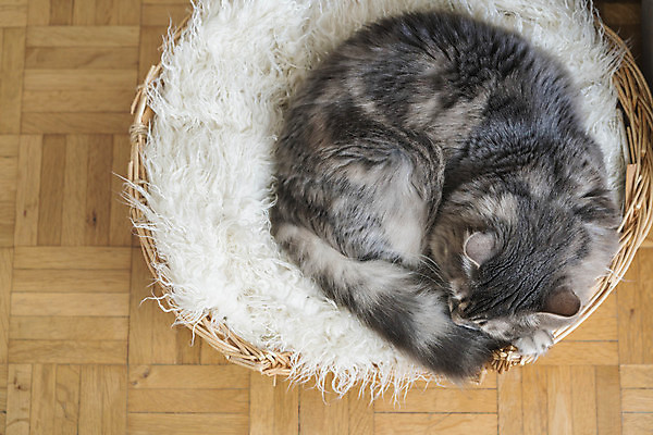 포토 JPG 해외이미지 동물 1 베개 휴식 수염 주택 털 실내 피곤 사람없음 반려동물 바구니 귀여움 고양이 줄무늬 회색 침대 잠 모피 낮잠 부드러움 얼룩무늬 솜털 송곳니 거짓말 동반자 카피스페이스 안락 해외포토 컬러 가구 컨셉 무늬 포유류 침구 내부 건물 공백 감각 치아 파일형식 이미지허브