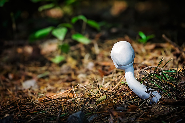 포토 JPG 해외이미지 식물 계절 음식 백그라운드 다이어트 재료 자연 바닥 이끼 요리 사람없음 야외 목재 초록색 여름 버섯 가을 흰색 신선 소나무 황무지 닫기 숲 작음 묘사 유기농 날것 향기 내추럴 곰팡이 땅바닥 삼림지대 식용 채식주의자 캡모자 해외포토 나무 모자_잡화 웰빙 컬러 모션 건강 크기 생태계 채식 냄새 파일형식 이미지허브