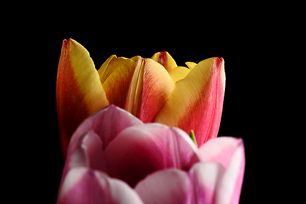 포토 JPG 해외이미지 스튜디오촬영 식물 디자인 계절 꽃잎 꽃 줄기 검은배경 사랑 사람없음 컬러풀 정원 사진촬영 봄 튤립 성장 닫기 향기 내추럴 완벽 취급주의 카피스페이스 해외포토 감정 컬러 백그라운드 컨셉 모션 실내 경고 검은색 촬영 공백 냄새 파일형식 이미지허브