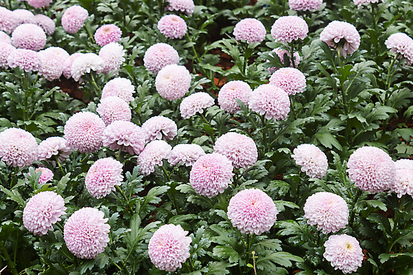 포토 JPG 해외이미지 식물 디자인 꽃잎 꽃 분홍색 꽃다발 잎 꽃무늬 패턴 자연 휴식 사람없음 장식 초록색 여름 컬러풀 귀여움 정원 보라색 봄 벚꽃 가을 흰색 신선 닫기 달콤 달리아 제비꽃 내추럴 해외포토 계절 컬러 컨셉 무늬 모션 맛 생태계 파일형식 이미지허브