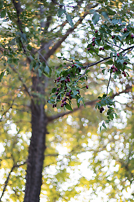 포토 JPG 해외이미지 음식 채소 과일 콩 사람없음 망고 국산 해외포토 곡류 열대과일 파일형식 이미지허브