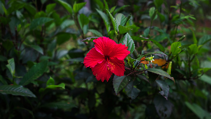 포토 JPG 해외이미지 잎 자연 사람없음 야외 빨간색 히비스커스 해외포토 식물 꽃 컬러 생태계 파일형식 이미지허브