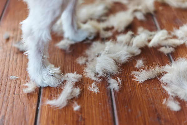포토 JPG 해외이미지 한마리 손 털 실내 신체부위 귀여움 강아지 애견미용 나무배경 해외포토 1 백그라운드 컨셉 사람 내부 반려동물 뷰티 개 파일형식 이미지허브