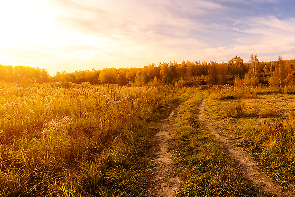 포토 JPG 해외이미지 나무 식물 구름 계절 길 잎 밭 자연 하늘 풍경 사람없음 초록색 파란색 컬러풀 햇빛 태양 노란색 보라색 일몰 가을 황금 저녁 숲 오솔길 제비꽃 러시아 장면 자작나무 선로 수평선 해외포토 자연요소 꽃 유럽 컬러 농업 노을 야간 생태계 파일형식 이미지허브
