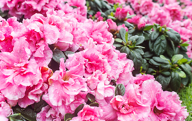 포토 JPG 해외이미지 식물 디자인 꽃잎 꽃 분홍색 꽃다발 잎 꽃무늬 패턴 자연 휴식 사람없음 장식 초록색 여름 컬러풀 귀여움 정원 보라색 봄 벚꽃 가을 흰색 나뭇가지 신선 닫기 달콤 진달래 제비꽃 내추럴 해외포토 나무 계절 컬러 컨셉 무늬 모션 맛 생태계 파일형식 이미지허브