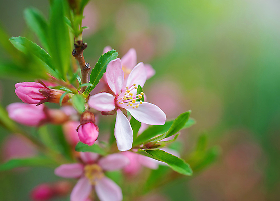 포토 JPG 해외이미지 나무 식물 계절 꽃잎 꽃 분홍색 백그라운드 자연 불꽃 사람없음 야외 보라색 봄 벚꽃 나뭇가지 소프트포커스 5월 관목 보케 아몬드 내추럴 블러 해외포토 컬러 불 촬영기법 견과류 날짜 생태계 파일형식 이미지허브