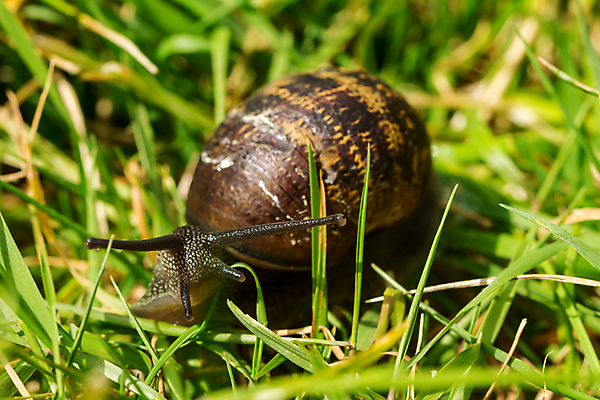 포토 JPG 해외이미지 식물 동물 1 공원 야생동물 백그라운드 밭 모션 자연 영국 생물 연체동물 주택 안테나 나선형 잔디 사람없음 야외 초록색 햇빛 갈색 머리 정원 젖음 껍질 해충 미끄러짐 작음 덮기 느림 내추럴 기어가기 민달팽이 식용 끈적임 해외포토 공공시설 유럽 컬러 무늬 농업 통신 무척추동물 건물 신체부위 태양 벌레 크기 생태계 파일형식 달팽이_동물 이미지허브