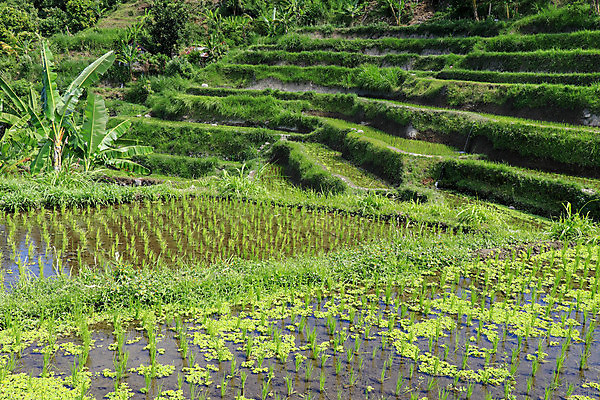 포토 JPG 해외이미지 식물 계절 아시아 음식 백그라운드 잎 패턴 농업 태국 자연 밥 동양인 풍경 사람없음 야외 초록색 물 여름 농장 새싹 환경 정원 봄 성장 시골 신선 유기농 베트남 라오스 내추럴 논밭 모종 묘목 밭일 해외포토 자연요소 나무 웰빙 나라 산업 컬러 무늬 밭 논 인종 동남아시아 생태계 파일형식 이미지허브
