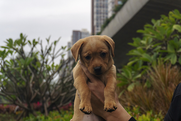 포토 JPG 해외이미지 동물 응시 행복 포유류 자연 사람없음 야외 반려동물 갈색 머리 개 리트리버 강아지 래브라도리트리버 혀 사냥개 송곳니 기르기 해외포토 시선 감정 컬러 신체부위 입 치아 생태계 돌봄 파일형식 이미지허브