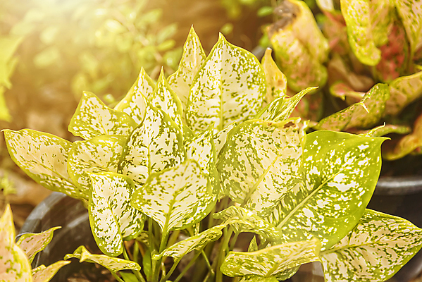 포토 JPG 해외이미지 나무 식물 공원 꽃 백그라운드 잎 농업 태국 자연 벽지 아침 추상 그림자 사람없음 야외 초록색 여름 빛 햇빛 태양 라벨 환경 정원 맑음 성장 신선 판넬 가장자리 닫기 소프트포커스 숲 질감 보케 내추럴 블러 생태학 해외포토 주간 자연요소 계절 공공시설 교육 산업 아시아 컬러 무늬 모션 날씨 프레임 촬영기법 둘레 생태계 파일형식 이미지허브