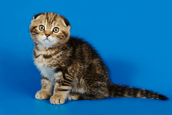 포토 JPG 해외이미지 한마리 응시 새끼 실내 앉기 사람없음 반려동물 귀여움 고양이 파란배경 스코티시폴드 반려묘 해외포토 동물 1 시선 백그라운드 컨셉 포유류 모션 내부 파란색 파일형식 이미지허브