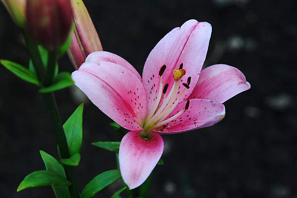 포토 JPG 해외이미지 식물 꽃잎 꽃 분홍색 꽃다발 잎 꽃무늬 자연 사람없음 초록색 빛 새싹 정원 보라색 벚꽃 침대 신선 우아함 달콤 큼 순수 향기 꽃가루 부드러움 녹색배경 강렬 꽃수술 해외포토 컬러 가구 백그라운드 컨셉 무늬 감각 맛 크기 가루 생태계 냄새 파일형식 이미지허브