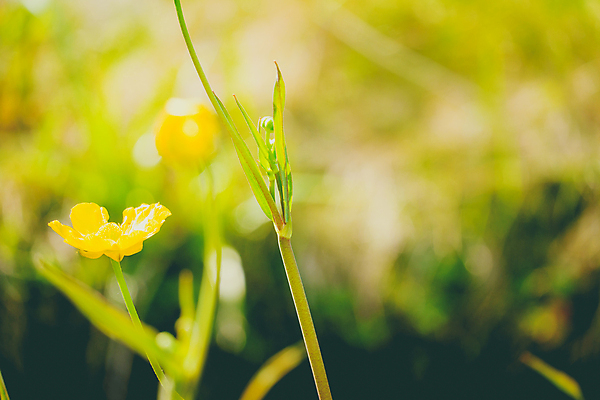 포토 JPG 해외이미지 식물 꽃잎 꽃 백그라운드 잎 꽃무늬 패턴 밭 자연 사람없음 초록색 여름 노란색 봄 벚꽃 시골 개화 내추럴 해외포토 계절 컬러 무늬 농업 생태계 파일형식 이미지허브