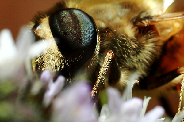 포토 JPG 해외이미지 동물 야생동물 곤충 잎 자연 앉기 사람없음 가로 초록색 머리 닫기 해충 벌레 작음 수분 딱정벌레 묘사 생물학 무당벌레 부드러움 개미 꿀 메뚜기 동물상 민달팽이 해외포토 식물 교육 컬러 모션 신체부위 조형물 감각 크기 생태계 파일형식 달팽이_동물 이미지허브