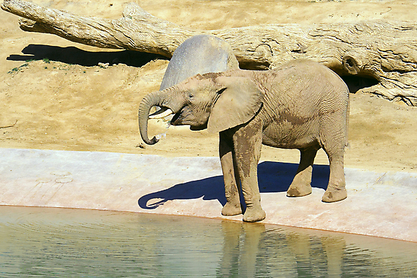 포토 JPG 해외이미지 동물 공원 호수 음료 야생동물 여행 포유류 아프리카 자연 놀이 코끼리 동물원 서기 동양인 사람없음 야외 물 환경 힘 회색 마시기 아기 황무지 보호 큼 인도인 사파리 물주기 황소 귀 상아 멸종 남쪽 내추럴 송아지 동물상 사바나 전국 해외포토 자연요소 외국인 공공시설 나라 새끼 컬러 컨셉 모션 사람 인종 신체부위 조형물 소 크기 방향 생태계 파일형식 이미지허브