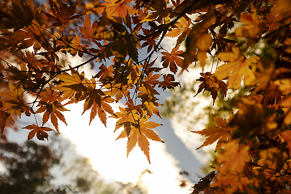포토 JPG 해외이미지 나무 식물 계절 공원 단풍 잎 오렌지 자연 하늘 아침 미술 풍경 사람없음 야외 목재 가로 빨간색 초록색 파란색 빛 컬러풀 햇빛 태양 갈색 노란색 환경 맑음 일몰 활발 가을 시골 신선 황금 저녁 숲 내추럴 옛날 해외포토 주간 자연요소 공공시설 컬러 컨셉 과일 재료 날씨 문화예술 노을 야간 생태계 파일형식 이미지허브
