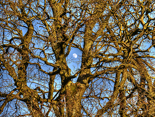 포토 JPG 해외이미지 나무 계절 겨울 자연 하늘 풍경 사람없음 야외 목재 파란색 환경 맑음 회색 추위 나뭇가지 내추럴 옛날 해외포토 식물 컬러 재료 날씨 생태계 파일형식 이미지허브