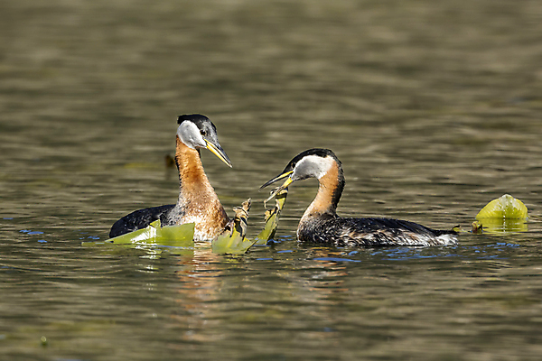 포토 JPG 해외이미지 동물 커플 계절 남자 호수 야생동물 백그라운드 날개 자연 조류 사람없음 야외 빨간색 물 반사 갈색 환경 수영 봄 흰색 연못 습지 깃털 부리 목 물새 서식지 철새 내추럴 동물상 해외포토 자연요소 컬러 관계 사람 신체부위 조형물 수상스포츠 생태계 파일형식 이미지허브