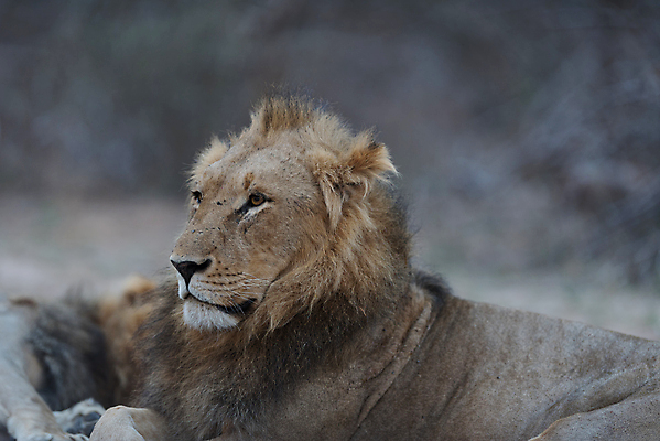 포토 JPG 해외이미지 동물 응시 남자 야생동물 포유류 아프리카 자연 아침 털 사람없음 야외 빛 환경 고양이 사막 황무지 보호 위험 사자 큼 사파리 육식동물 갈기 사냥꾼 사자자리 남쪽 내추럴 동물상 칼라하리 힘찬 해외포토 주간 직업 시선 나라 컨셉 사람 반려동물 조형물 별자리 크기 방향 생태계 파일형식 이미지허브