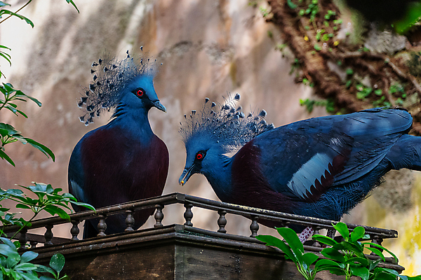 포토 JPG 해외이미지 동물 야생동물 백그라운드 자연 조류 사람없음 옆모습 빨간색 파란색 흰색 닫기 깃털 비둘기 내추럴 이국적 해외포토 뷰포인트 컬러 모션 생태계 파일형식 이미지허브