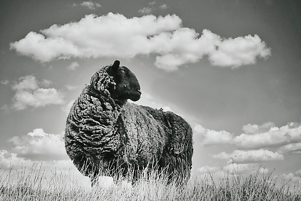 포토 JPG 해외이미지 동물 1 응시 계절 유럽 포즈 백그라운드 밭 포유류 자연 하늘 털 흑백 서기 풍경 사람없음 야외 농경지 갈색 가축 시골 양 방목 네덜란드 호기심 부드러움 양모 해외포토 시선 감정 나라 컬러 컨셉 농업 모션 촬영기법 농장 직물 감각 축산업 생태계 파일형식 이미지허브