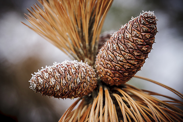 포토 JPG 해외이미지 나무 식물 계절 백그라운드 잎 겨울 자연 건조 씨앗 사람없음 야외 빛 갈색 얼음 추위 흰색 나뭇가지 소나무 숲 12월 묘사 오브젝트 질감 서리 솔방울 상록수 침엽수 전나무 원뿔 내추럴 고립 워싱턴 가문비나무 해외포토 자연요소 도형 컬러 미국 날짜 생태계 파일형식 이미지허브