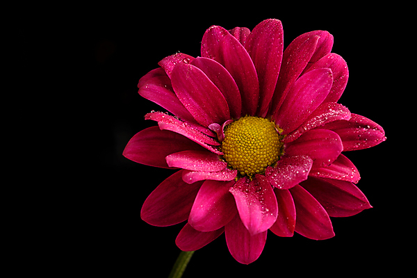 포토 JPG 해외이미지 식물 영어 계절 꽃잎 줄기 꽃무늬 자연 검은배경 잉글랜드 사랑 사람없음 컬러풀 사진촬영 봄 활발 닫기 그림 데이지 향기 내추럴 파스텔톤 카피스페이스 해외포토 문자 꽃 감정 컬러 백그라운드 컨셉 무늬 모션 영국 검은색 촬영 공백 생태계 냄새 파일형식 이미지허브