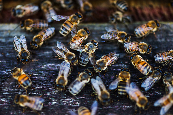 포토 JPG 해외이미지 동물 유럽 음식 곤충 백그라운드 자연 사람없음 야외 여름 농장 작업 달콤 꿀벌 수분 벌 묘사 유기농 바쁨 꽃가루 꿀 벌집 내추럴 양봉 양봉장 해외포토 웰빙 계절 나라 농업 맛 벌_곤충 가루 생태계 파일형식 이미지허브