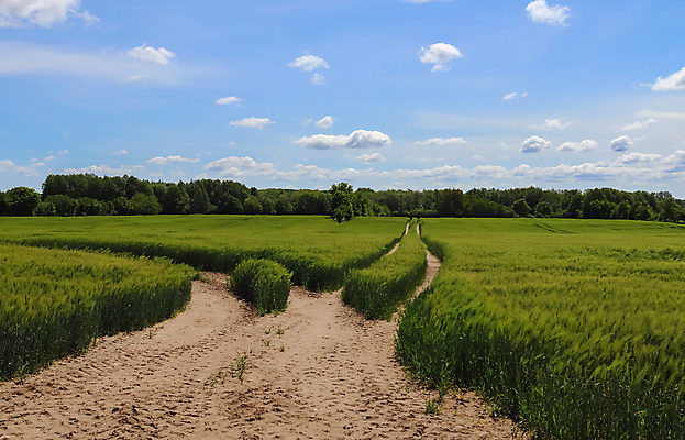 포토 JPG 해외이미지 나무 식물 구름 유럽 음식 밭 농업 자연 하늘 건조 독일 옥수수 풍경 사람없음 초록색 여름 파란색 농작물 노란색 환경 봄 수확 성장 가을 시골 원형 건초더미 볏짚 낟알 땅 시리얼 밀 유기농 질감 추수감사절 뭉치 밀짚 알레르기 밭일 숙성 채식주의자 호밀 카피스페이스 해외포토 자연요소 도형 웰빙 계절 나라 산업 기독교 컬러 곡류 공백 건초 짚 질병 생태계 채식 파일형식 더미 이미지허브