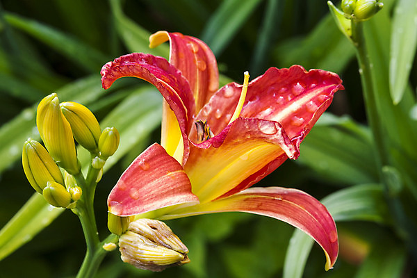 포토 JPG 해외이미지 식물 계절 꽃잎 꽃 겨울 꽃무늬 자연 사람없음 가로 빨간색 여름 노란색 정원 보라색 봄 활발 성장 가을 개화 닫기 백합 원예 향기 화단 영원 해외포토 컬러 컨셉 무늬 모션 취미 생태계 냄새 파일형식 이미지허브